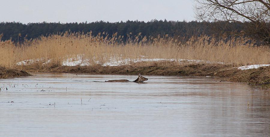 post-21429-0-25476500-1365443126_thumb.j