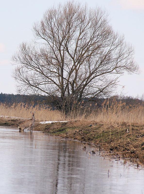 post-21429-0-49958500-1365442964_thumb.j