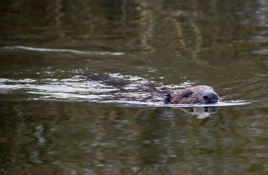 post-21429-0-51683000-1365592160_thumb.j