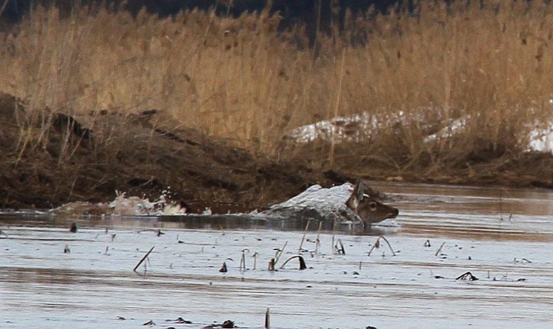 post-21429-0-55200500-1365443103_thumb.j