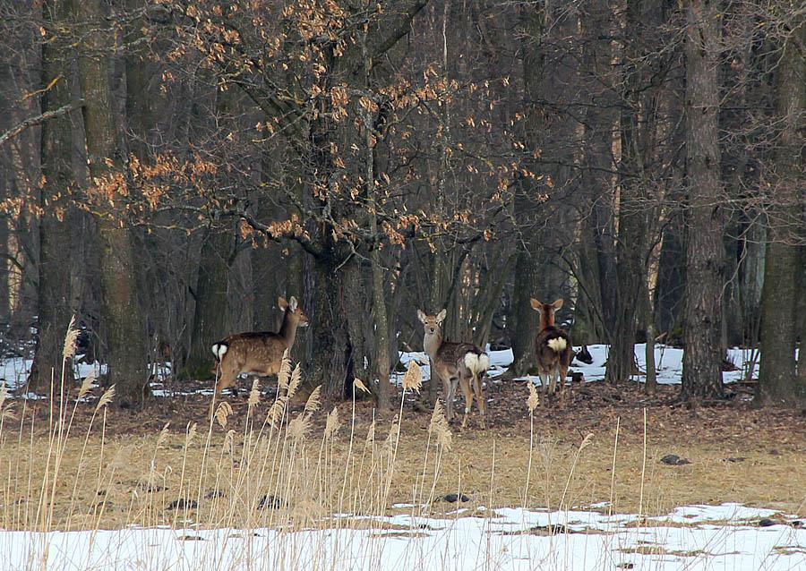 post-21429-0-60541700-1365443226_thumb.j