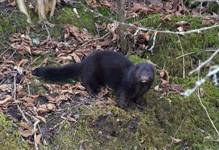 post-21429-0-70374400-1365592187_thumb.j