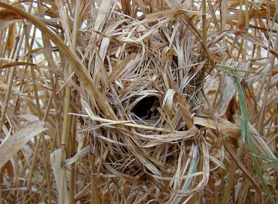 post-21429-0-71297100-1367171918_thumb.j