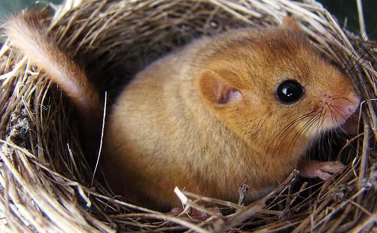 post-21429-0-77414200-1367171909_thumb.j