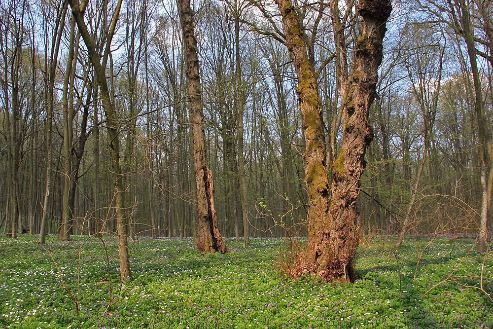 post-21429-0-85233300-1367142427_thumb.j