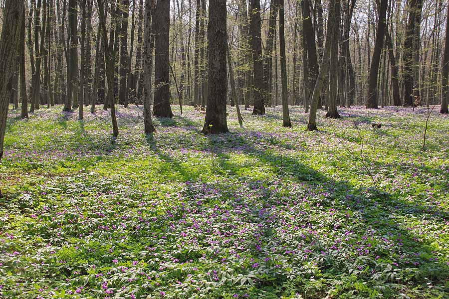 post-21429-0-86863300-1367142434_thumb.j