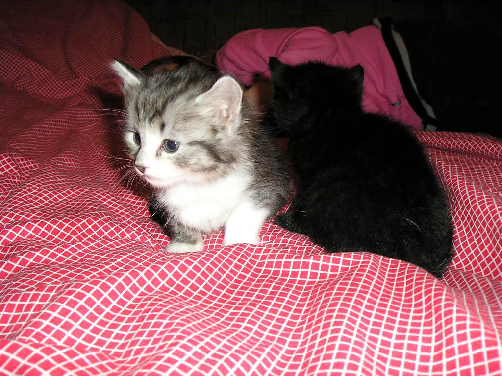 post-2742-0-14377200-1364844417_thumb.jp