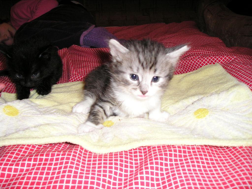 post-2742-0-41044600-1364844387_thumb.jp