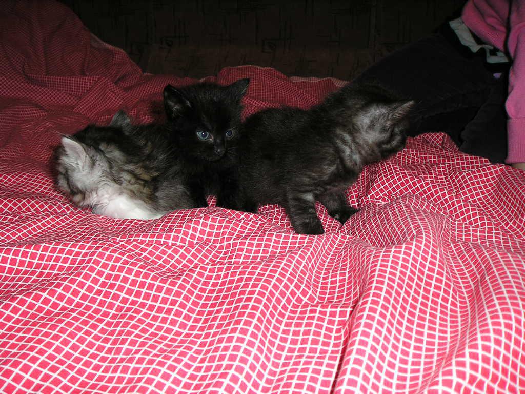 post-2742-0-69821100-1364844491_thumb.jp