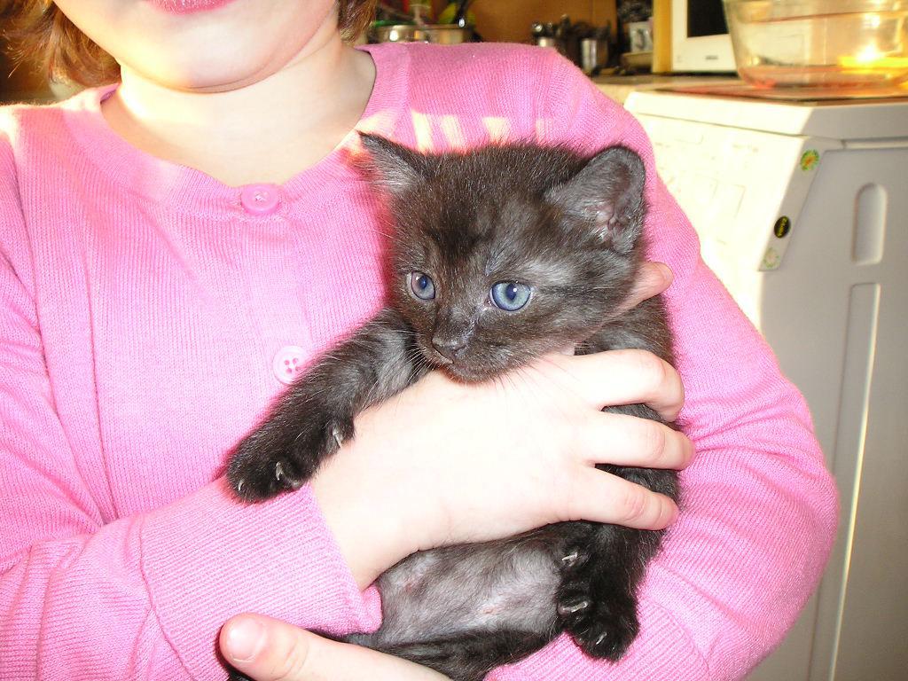 post-2742-0-88750900-1364844443_thumb.jp