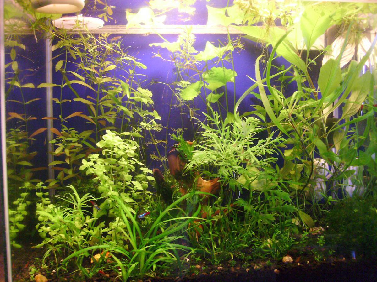 post-4337-0-20421300-1365930529_thumb.jp