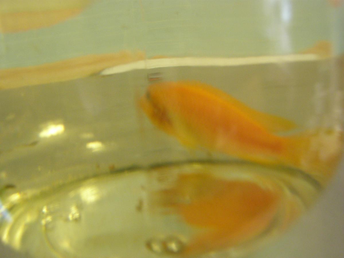 post-4684-0-34969600-1365060227_thumb.jp