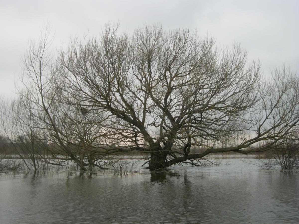 post-5212-0-18476700-1365971582_thumb.jp