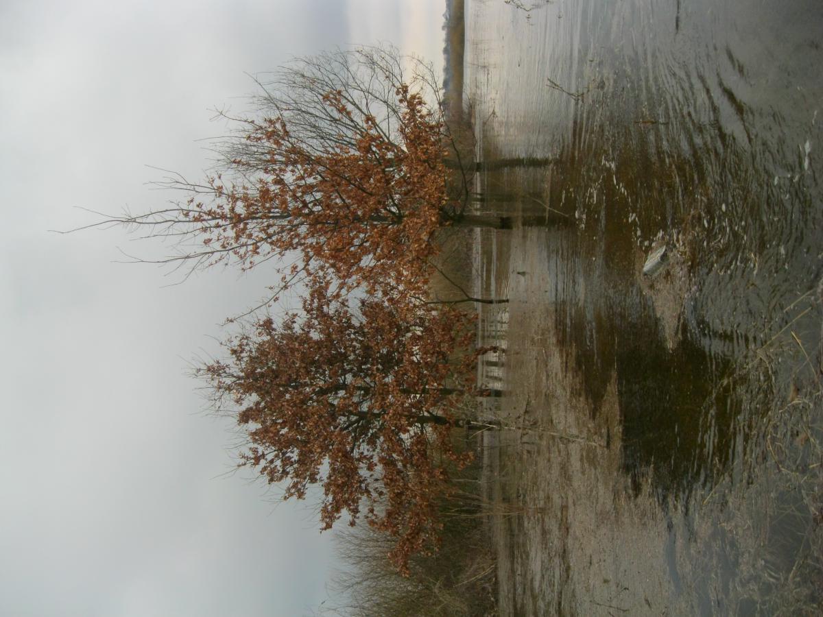 post-5212-0-81018000-1365971607_thumb.jp