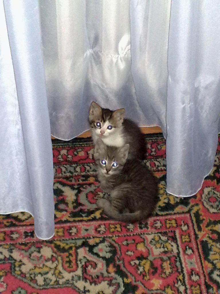 post-5266-0-11254000-1367311137_thumb.jp