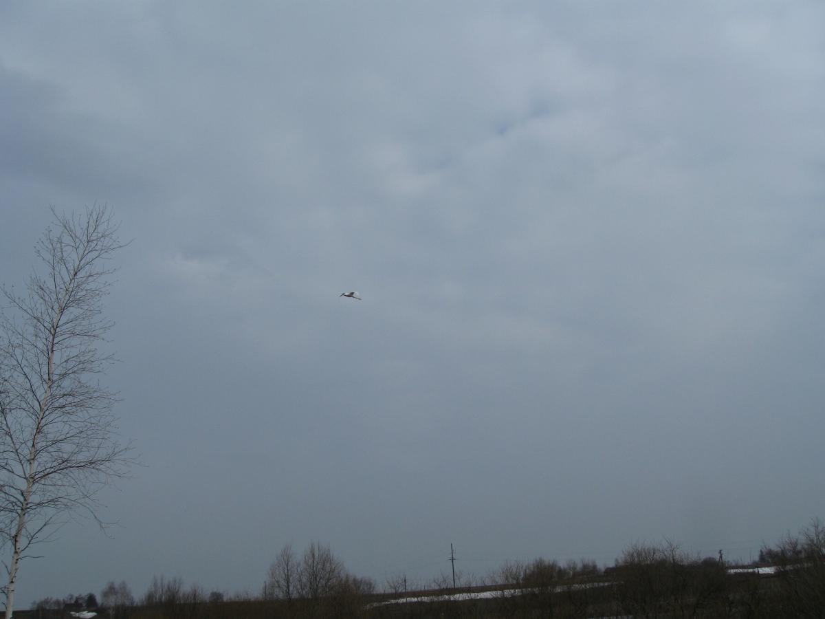 post-6140-0-53562300-1366009721_thumb.jp