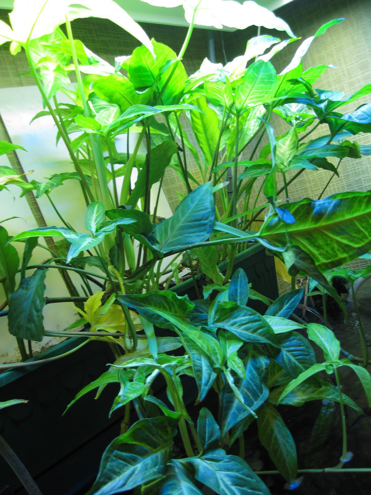 post-6438-0-07430800-1365355554_thumb.jp