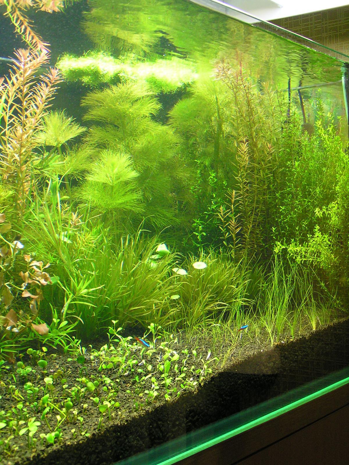 post-6438-0-26734100-1365355776_thumb.jp