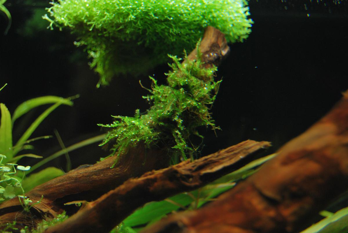 post-6438-0-42177100-1365356929_thumb.jp