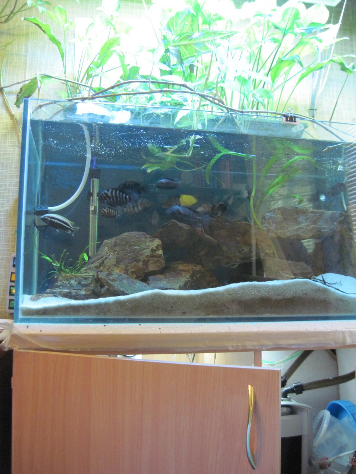 post-6438-0-56175900-1365355561_thumb.jp