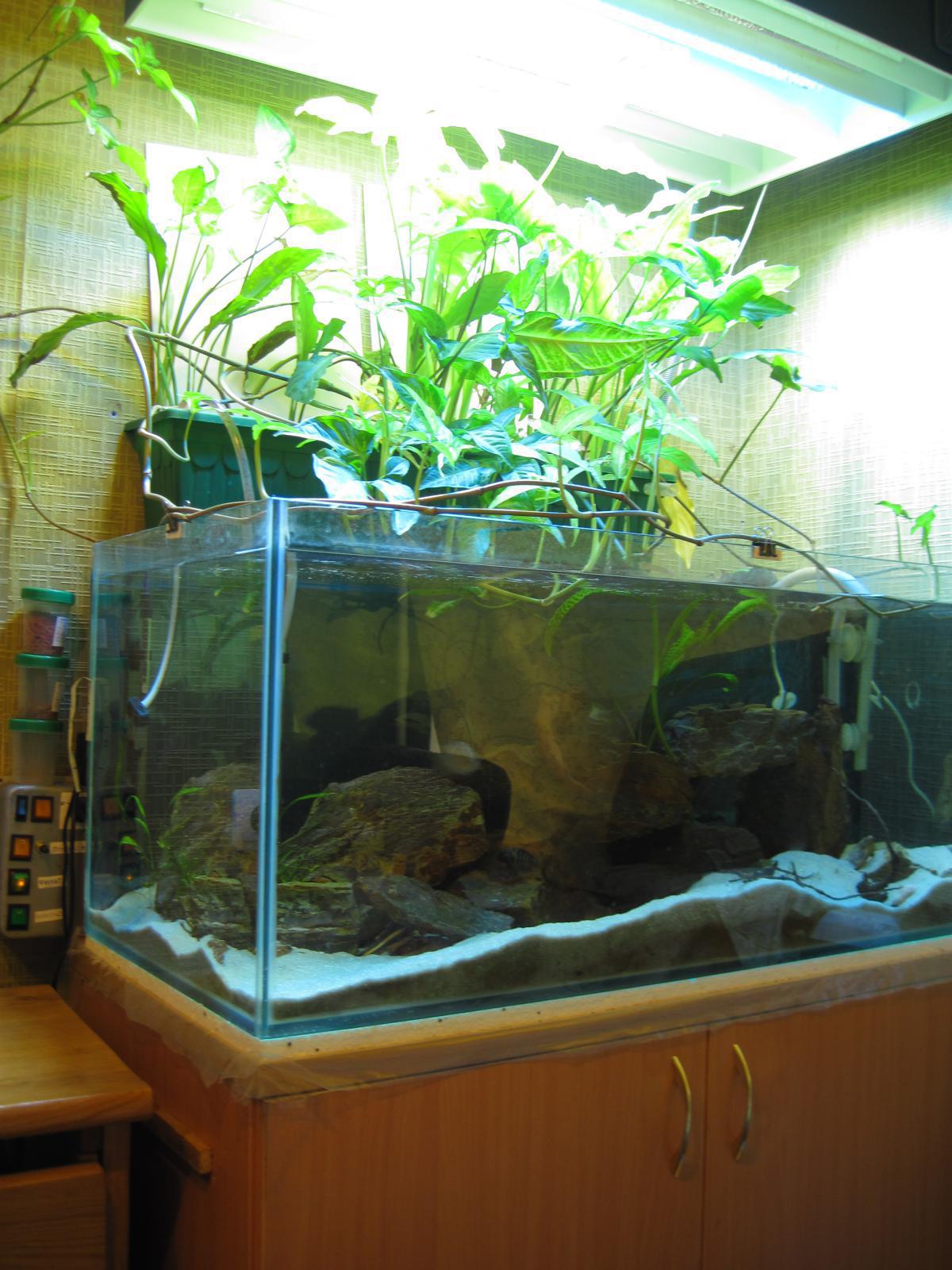 post-6438-0-89559900-1365355549_thumb.jp