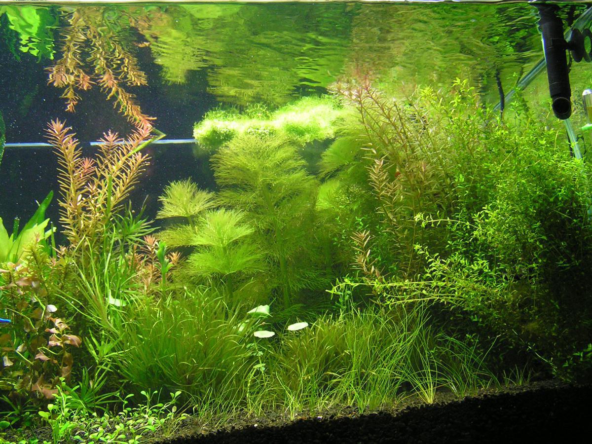 post-6438-0-95009600-1365355778_thumb.jp