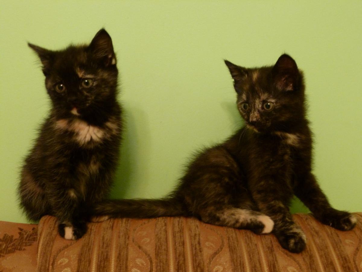 post-6607-0-59563600-1366665215_thumb.jp