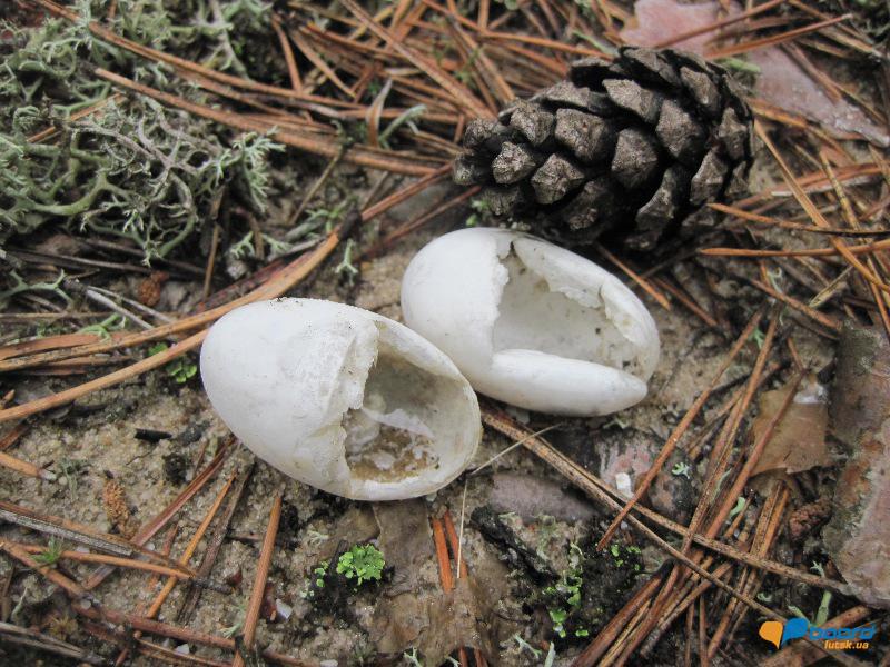 post-6657-0-00342500-1364800409_thumb.jp