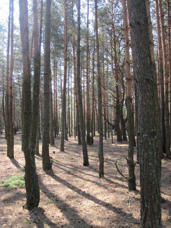 post-6657-0-02897300-1365148981_thumb.jp