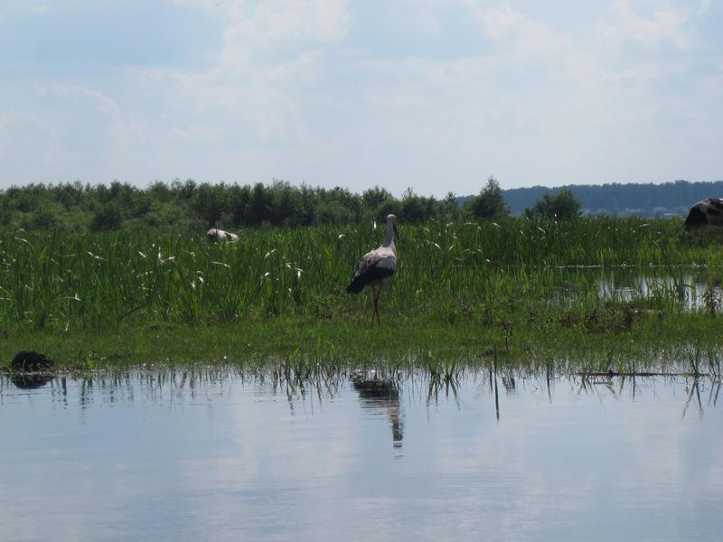 post-6657-0-06644400-1365149336_thumb.jp