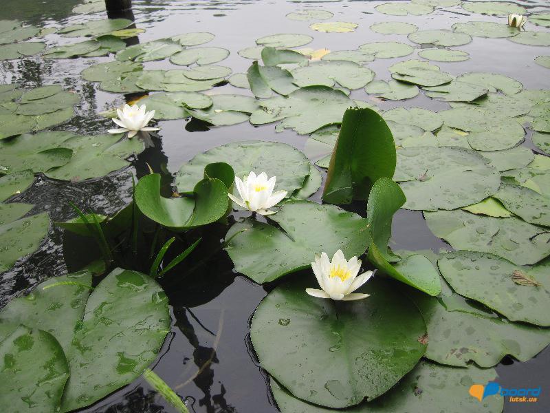 post-6657-0-08164400-1364800702_thumb.jp