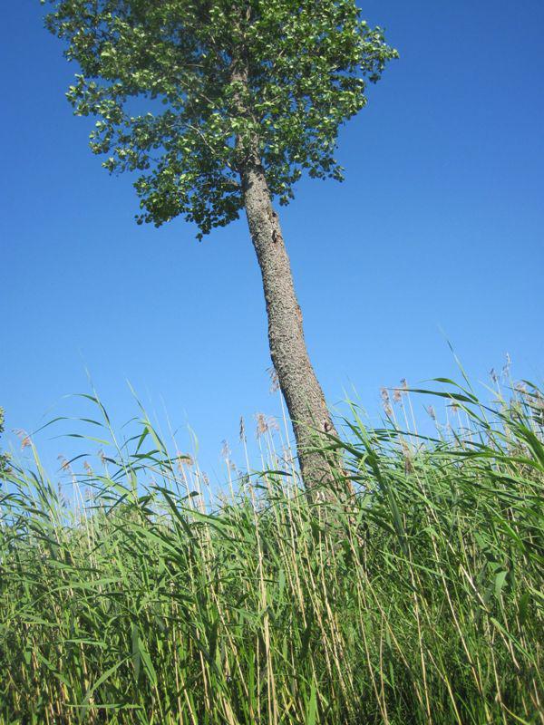 post-6657-0-08393900-1364970554_thumb.jp