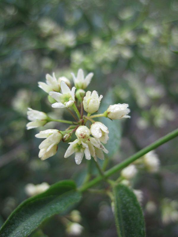 post-6657-0-09620300-1365148896_thumb.jp