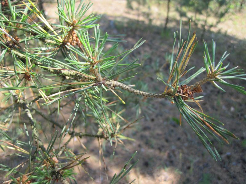 post-6657-0-11591800-1365149145_thumb.jp