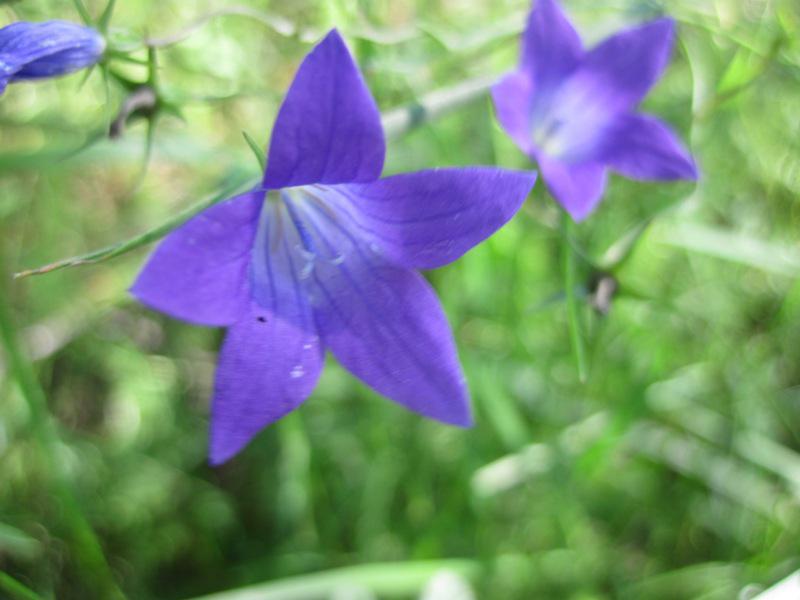 post-6657-0-14521300-1364802466_thumb.jp