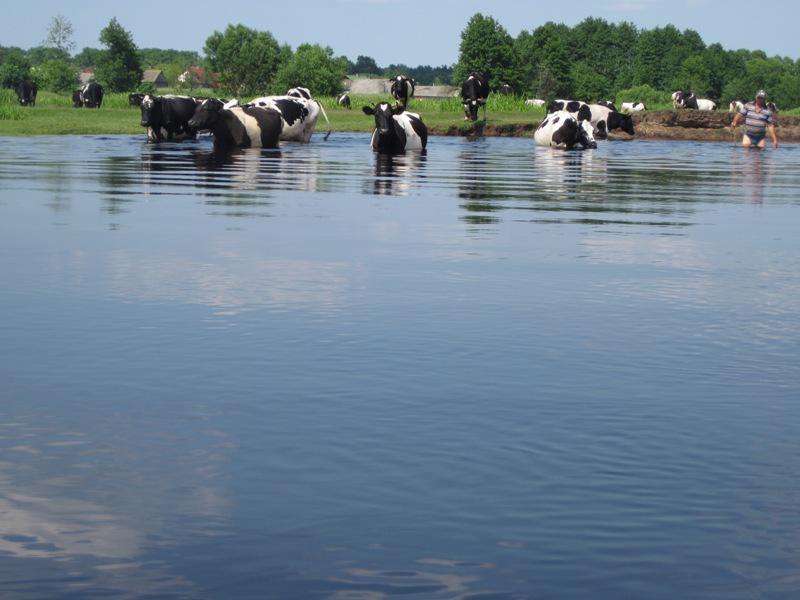 post-6657-0-15504700-1365149275_thumb.jp