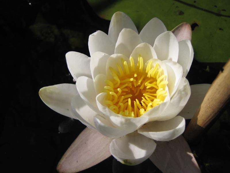 post-6657-0-16220500-1364970560_thumb.jp