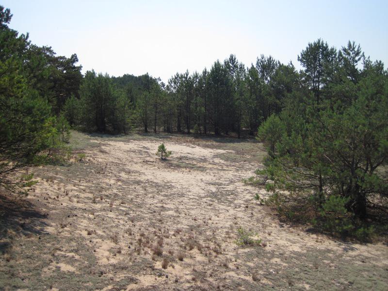 post-6657-0-17238400-1365149132_thumb.jp