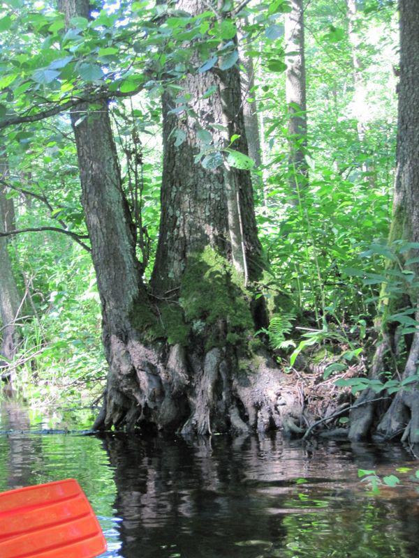 post-6657-0-29305900-1364802685_thumb.jp