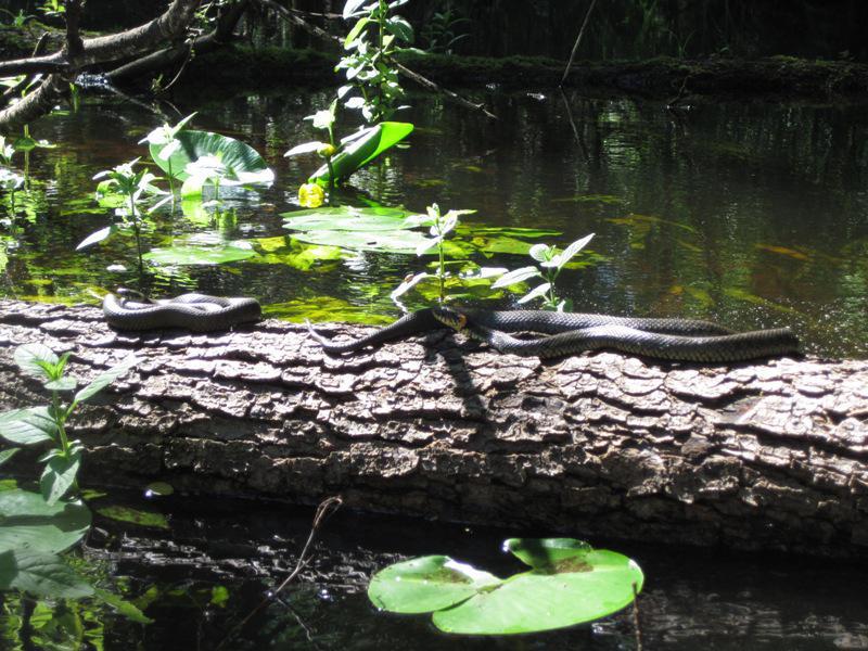 post-6657-0-32126700-1364802195_thumb.jp