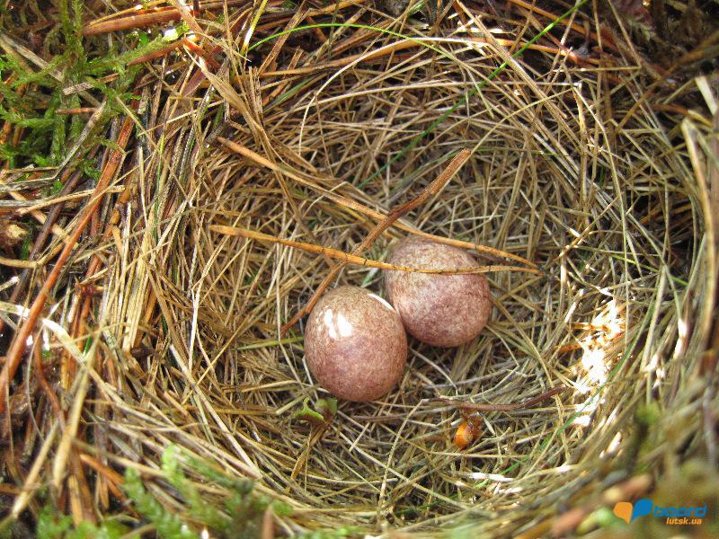 post-6657-0-42159100-1364800993_thumb.jp