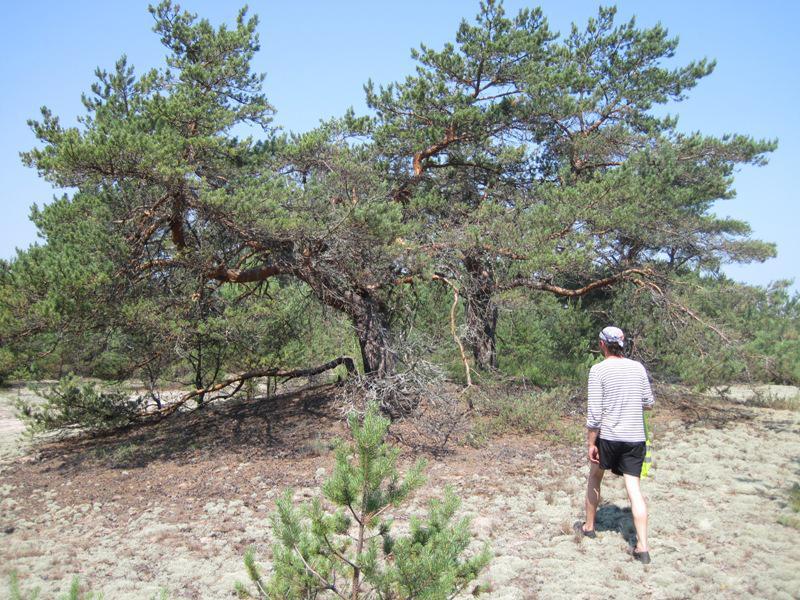 post-6657-0-45433200-1365149141_thumb.jp