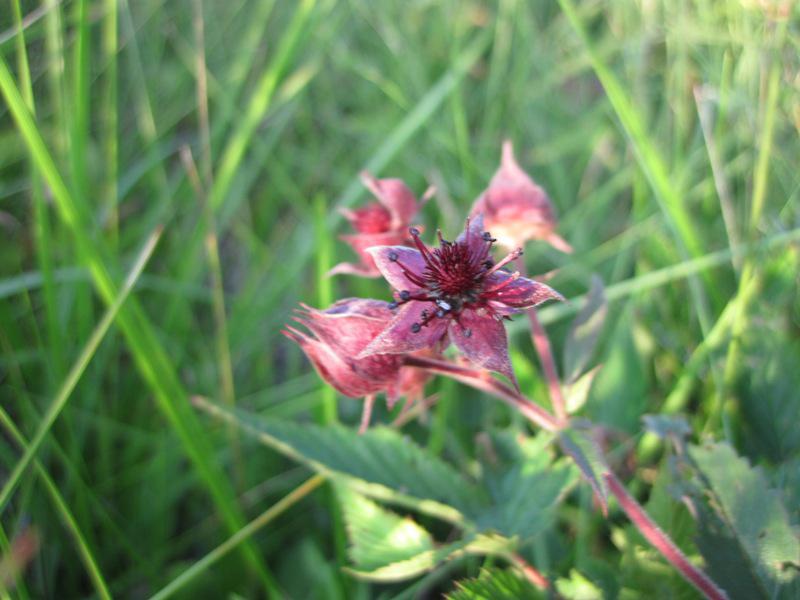 post-6657-0-48176000-1364970778_thumb.jp