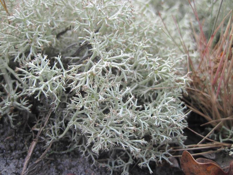 post-6657-0-48433000-1365148889_thumb.jp