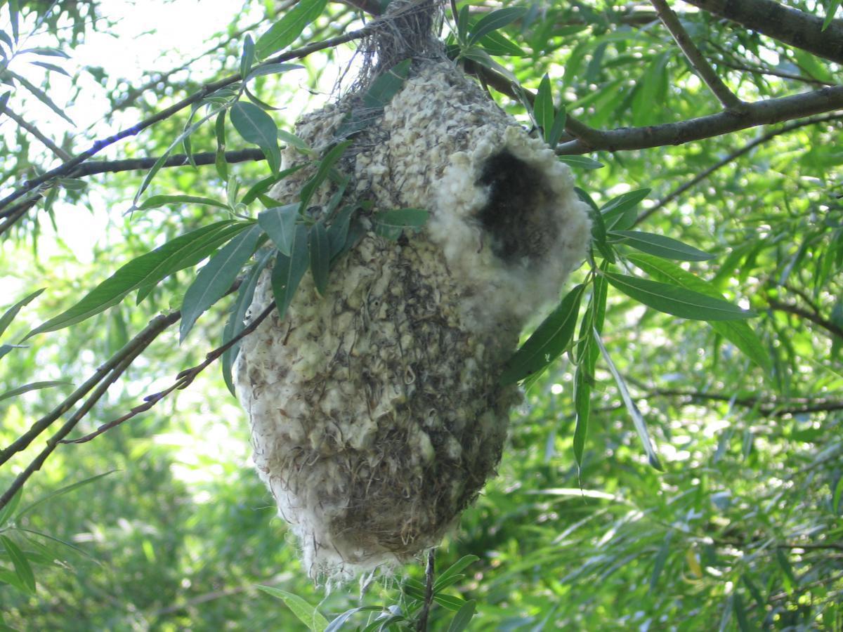 post-6657-0-53237000-1365398330_thumb.jp