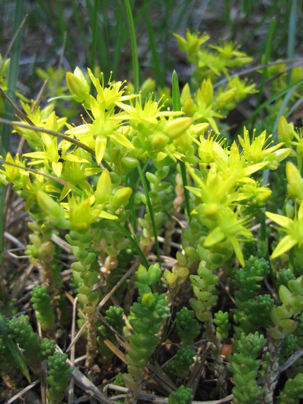 post-6657-0-54137700-1365149155_thumb.jp