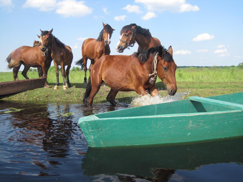 post-6657-0-67135000-1365149423_thumb.jp