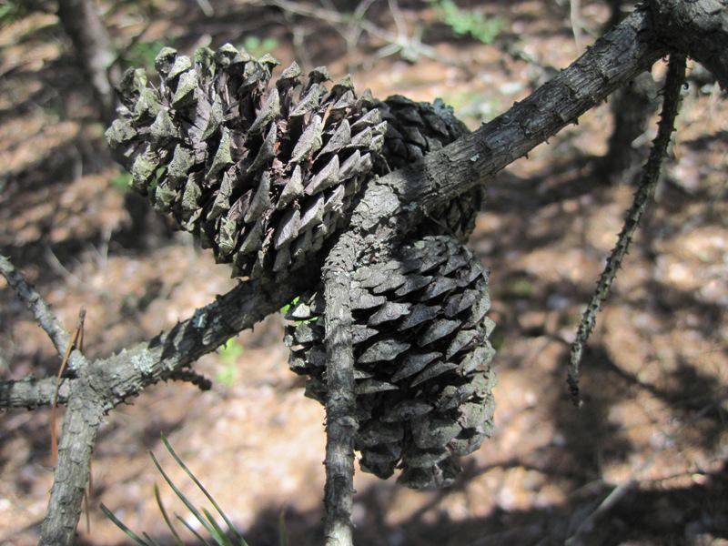 post-6657-0-75300200-1364970038_thumb.jp