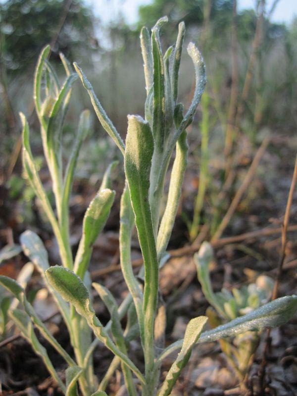 post-6657-0-83529100-1365148901_thumb.jp