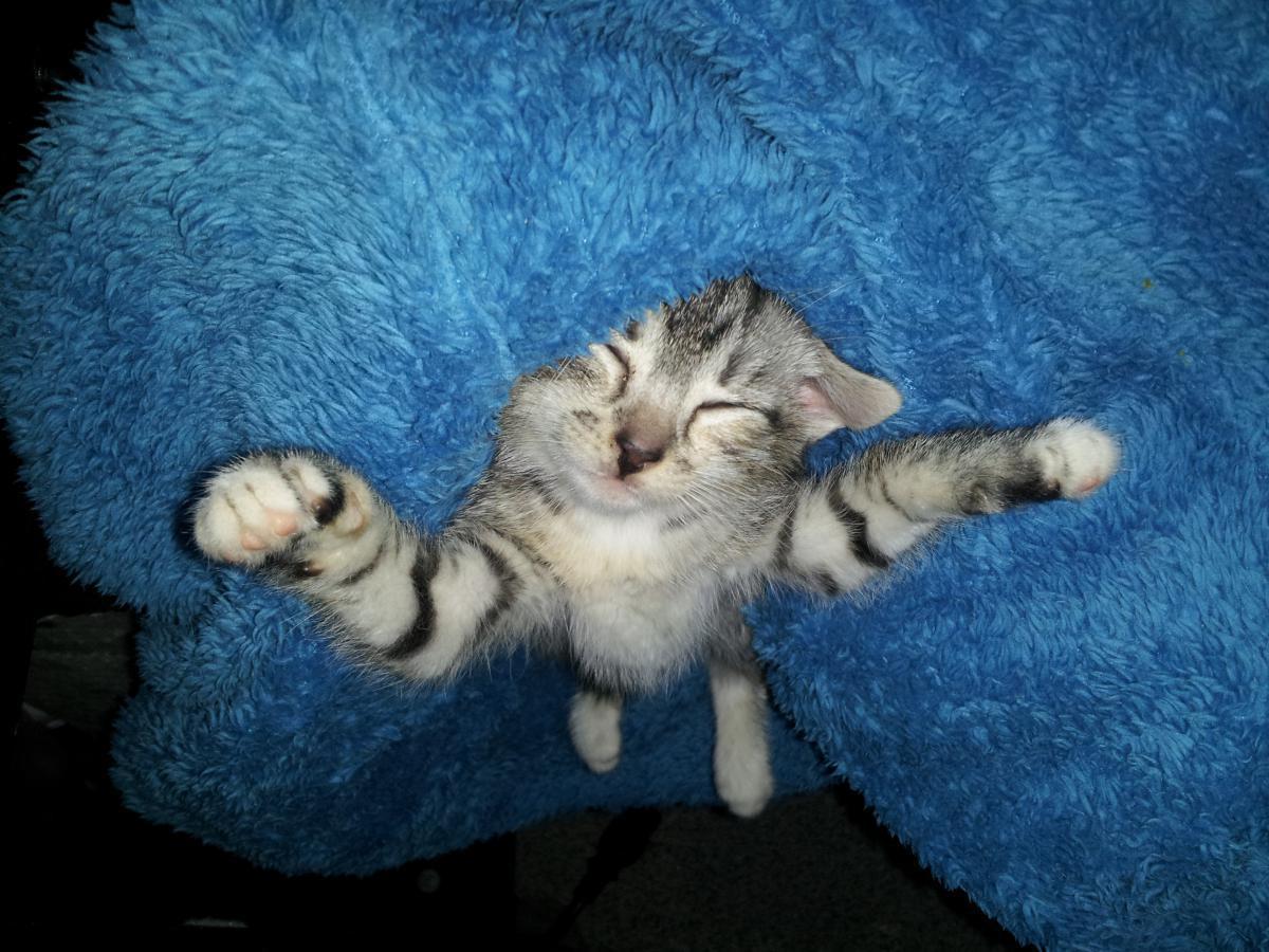 post-6805-0-00132100-1366135888_thumb.jp